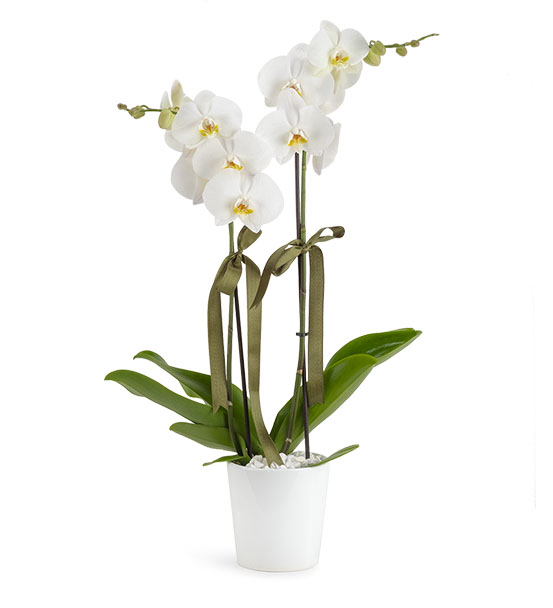Orkide - 2 li Beyaz